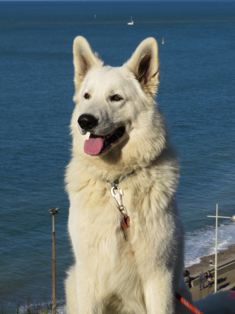 Les Berger Blanc Suisse de l'affixe Audrey Giraud