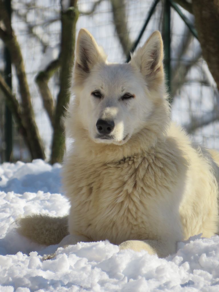 Shelby des loups des neiges picardes (Sans Affixe)