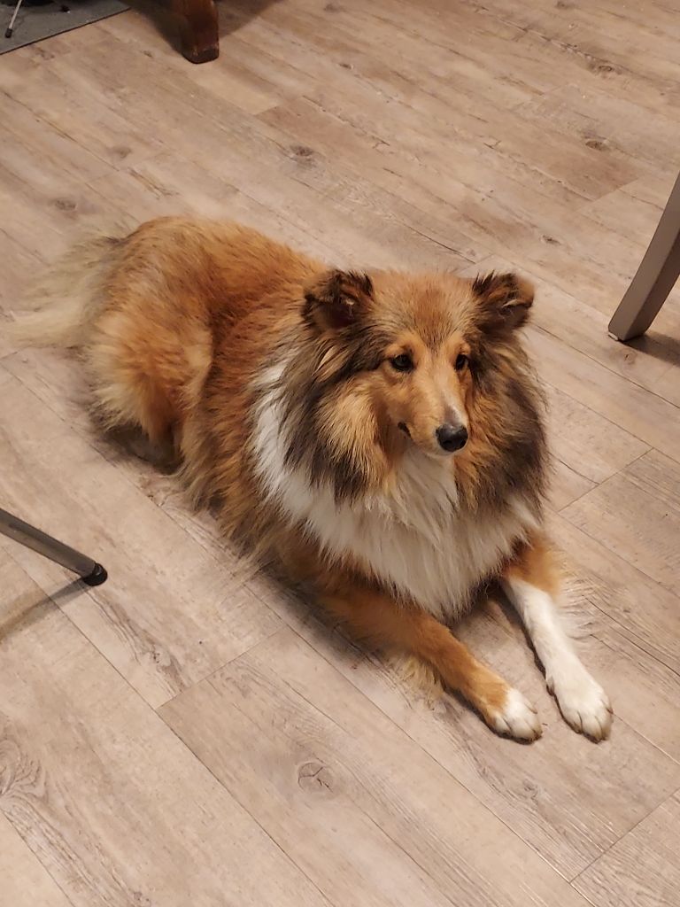 Les Shetland Sheepdog de l'affixe Audrey Giraud