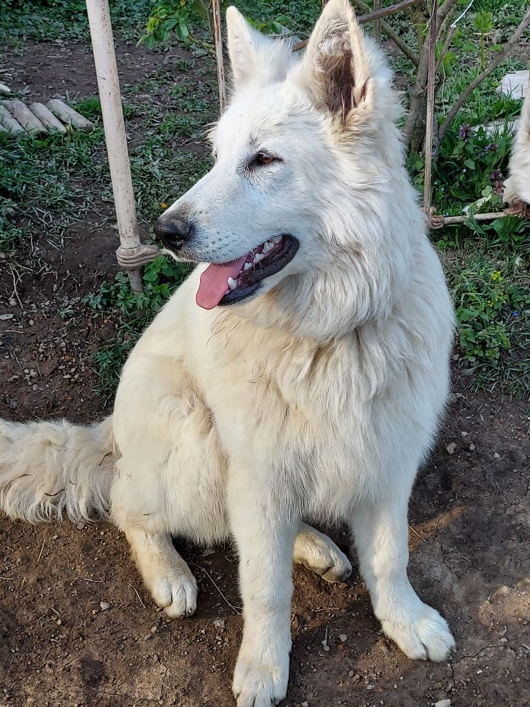 Shelby des loups des neiges picardes (Sans Affixe)