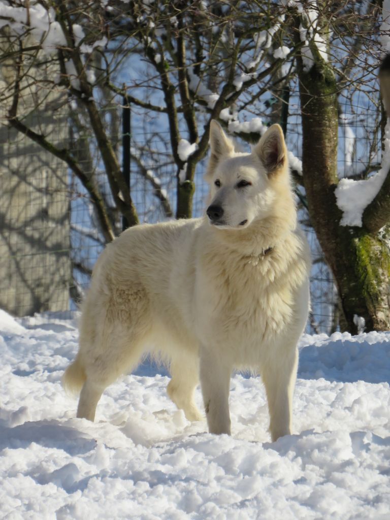 Shelby des loups des neiges picardes (Sans Affixe)