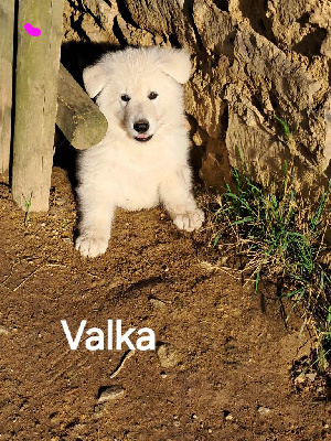 Valka