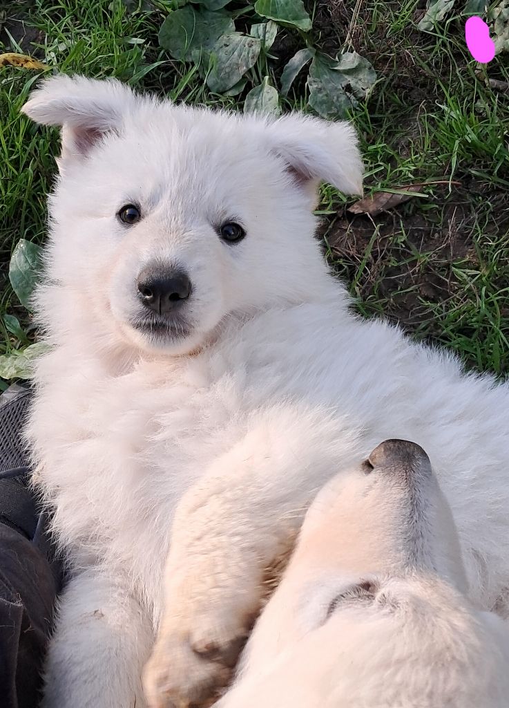Audrey Giraud - Chiots disponibles - Berger Blanc Suisse