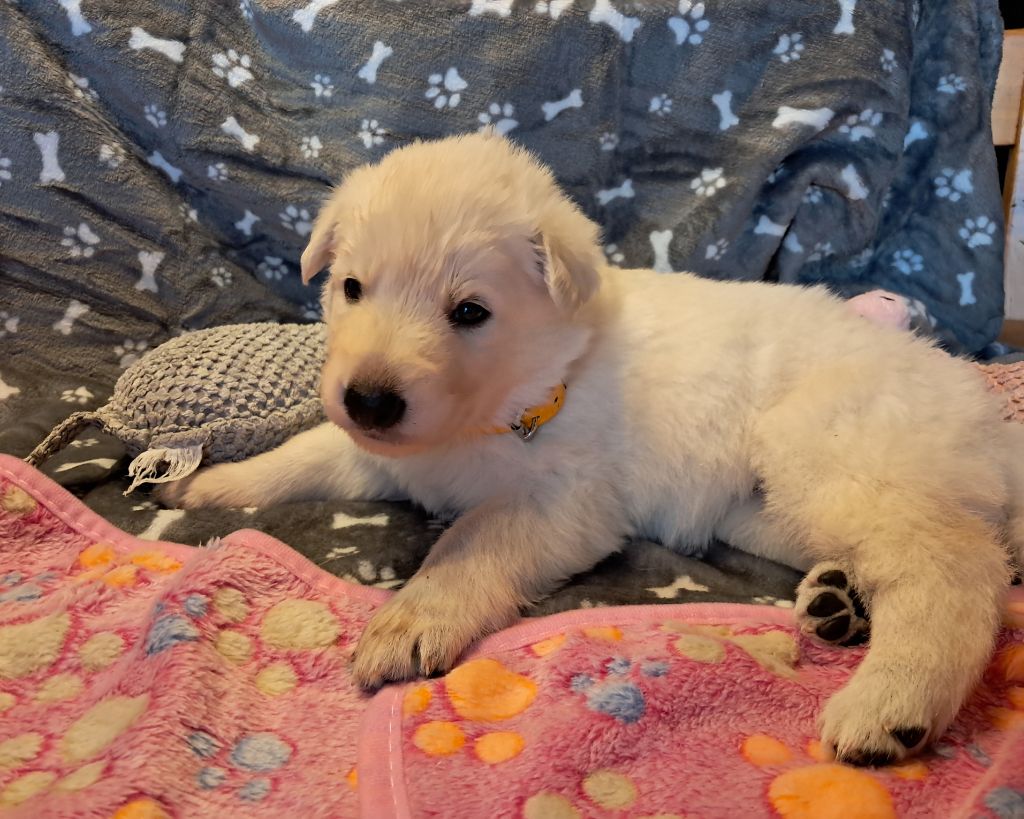 Audrey Giraud - Chiots disponibles - Berger Blanc Suisse