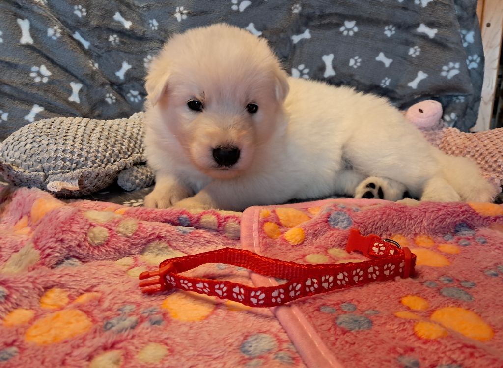 Audrey Giraud - Chiots disponibles - Berger Blanc Suisse