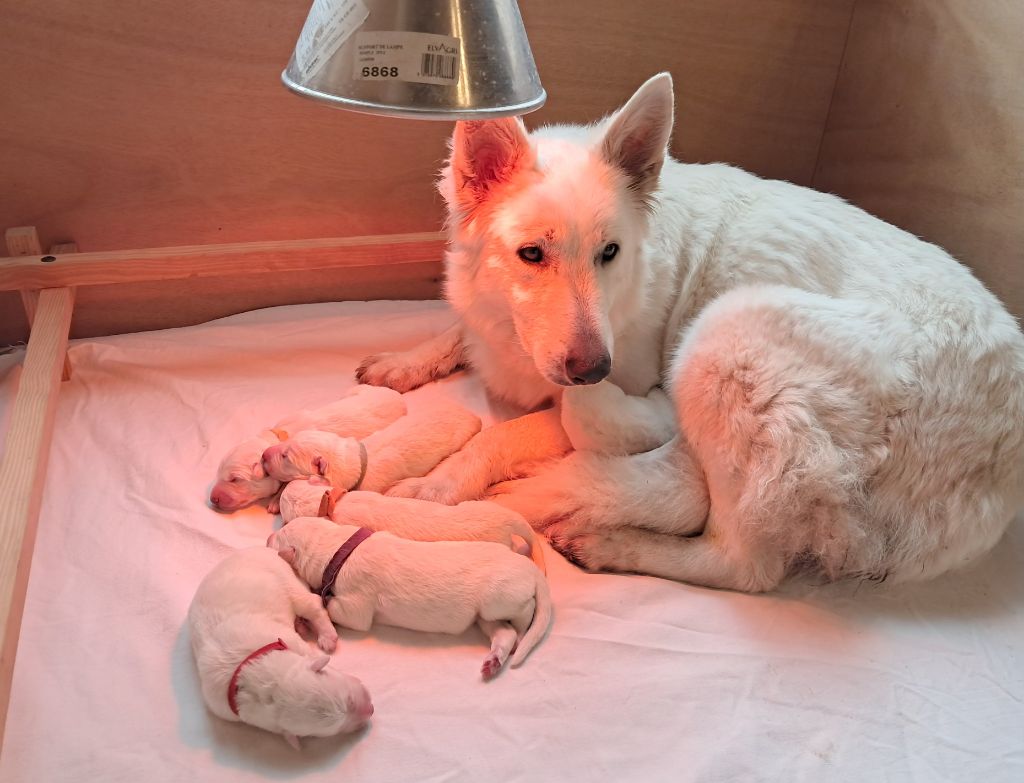 Audrey Giraud - Berger Blanc Suisse - Portée née le 12/09/2025