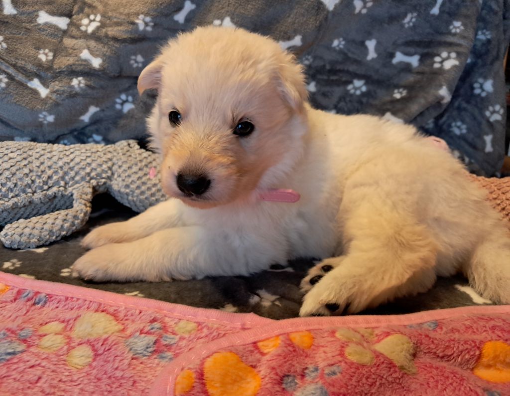 Audrey Giraud - Chiots disponibles - Berger Blanc Suisse