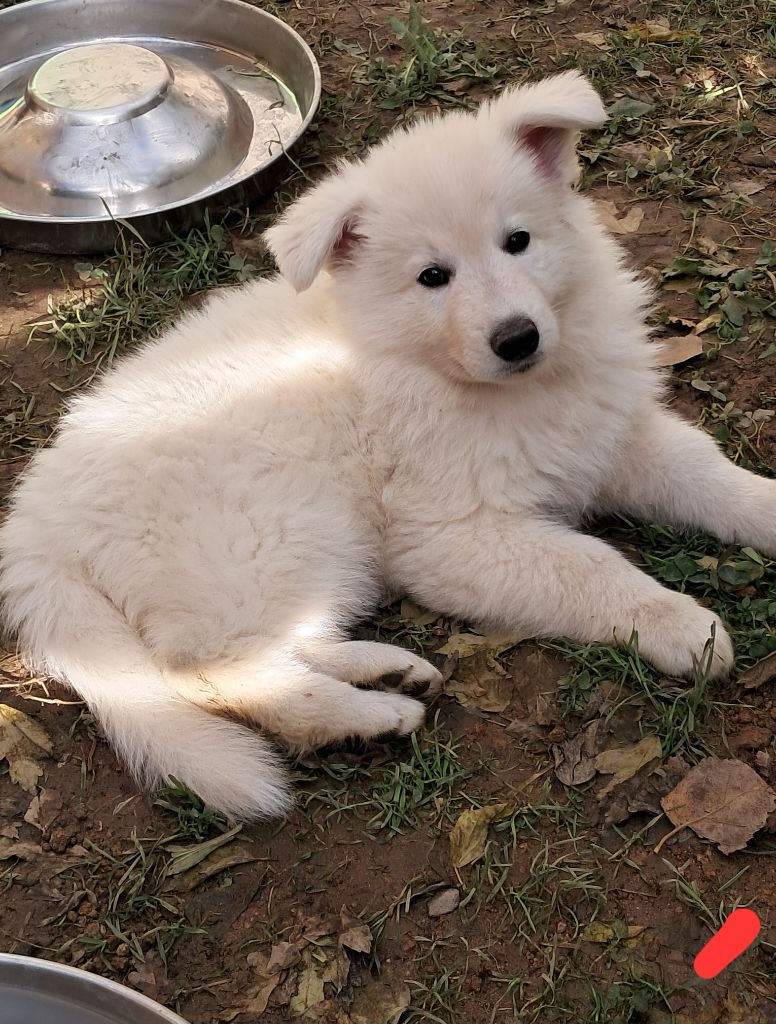 Audrey Giraud - Chiots disponibles - Berger Blanc Suisse