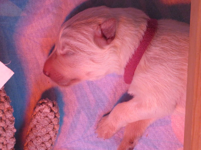 CHIOT