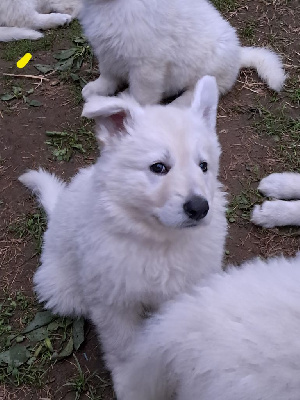 Vaïa