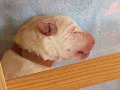 CHIOT