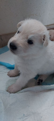 CHIOT