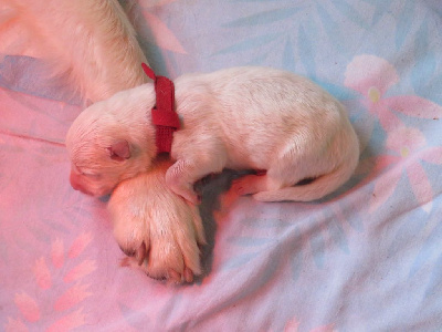CHIOT